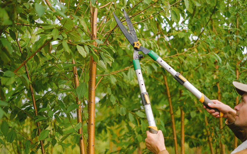 Tree trimming in Mandan, ND